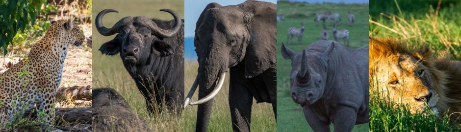 kenya big 5 hunting ads